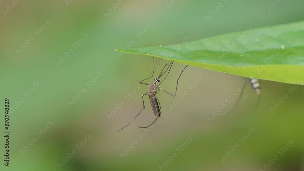 Mosquito under green leaf in tropical rain forest.
