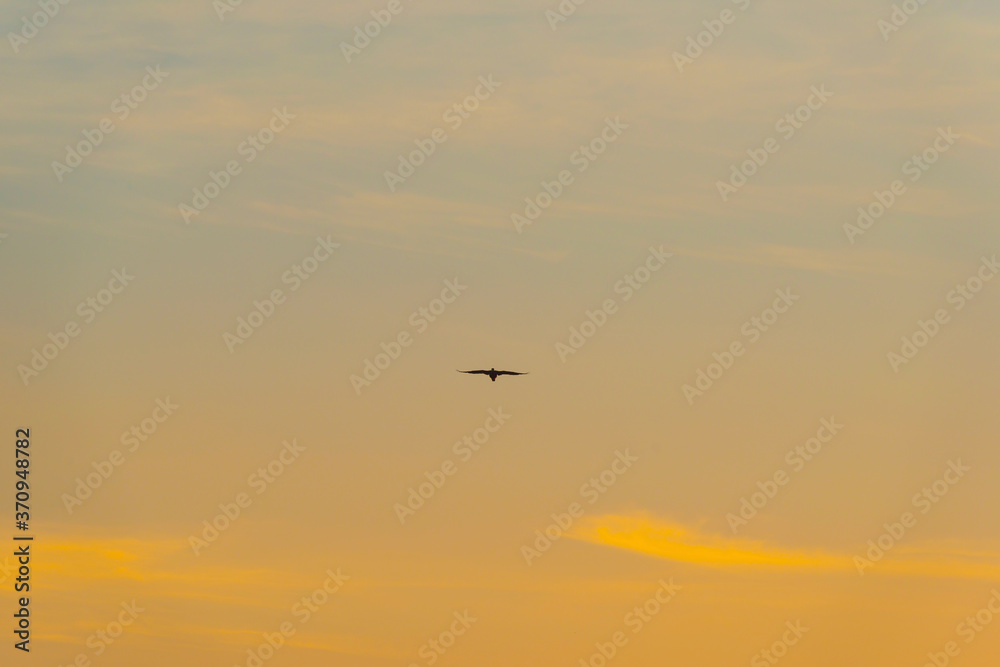 Goose flying in a colorful sky at sunrise in an early summer morning, Almere, Flevoland, The Netherlands, August 11, 2020
