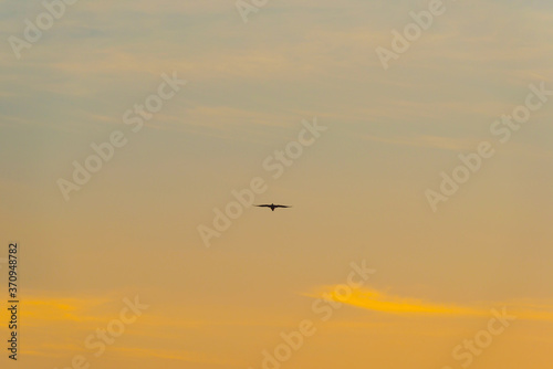 Goose flying in a colorful sky at sunrise in an early summer morning, Almere, Flevoland, The Netherlands, August 11, 2020