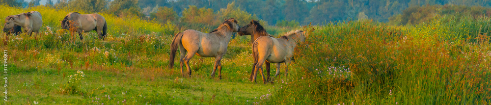 Obraz premium Horse in a bright field with colorful wild flowers at sunrise in an early summer morning with a blue sky, Almere, Flevoland, The Netherlands, August 11, 2020