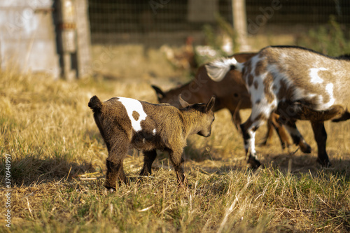 Cabras enanans - dwarf goats photo