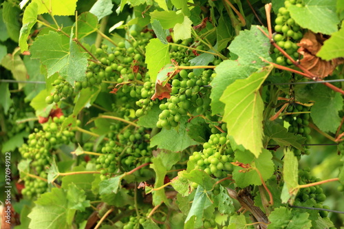 fresh bunch of white vine grapes on a field