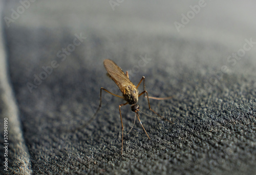 Konstfotografi bite of a mosquito on human body through the fabric