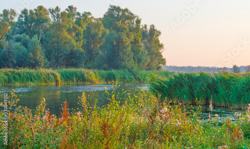 The edge of a lake at sunrise in an early bright summer morning with a colorful sky in sunlight, Almere, Flevoland, The Netherlands, August 11, 2020