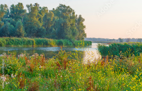 The edge of a lake at sunrise in an early bright summer morning with a colorful sky in sunlight  Almere  Flevoland  The Netherlands  August 11  2020