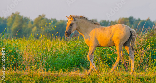 Horse in a bright field with colorful wild flowers at sunrise in an early summer morning with a blue sky  Almere  Flevoland  The Netherlands  August 11  2020