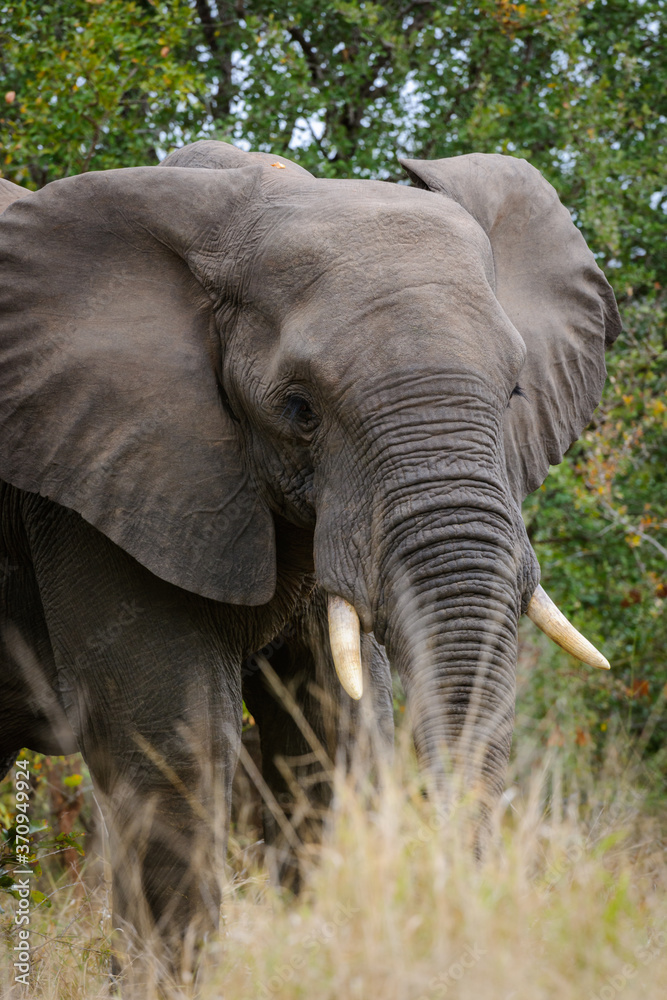 Fototapeta premium African bush elephant or African savanna elephant (Loxodonta africana). Mpumalanga, South Africa