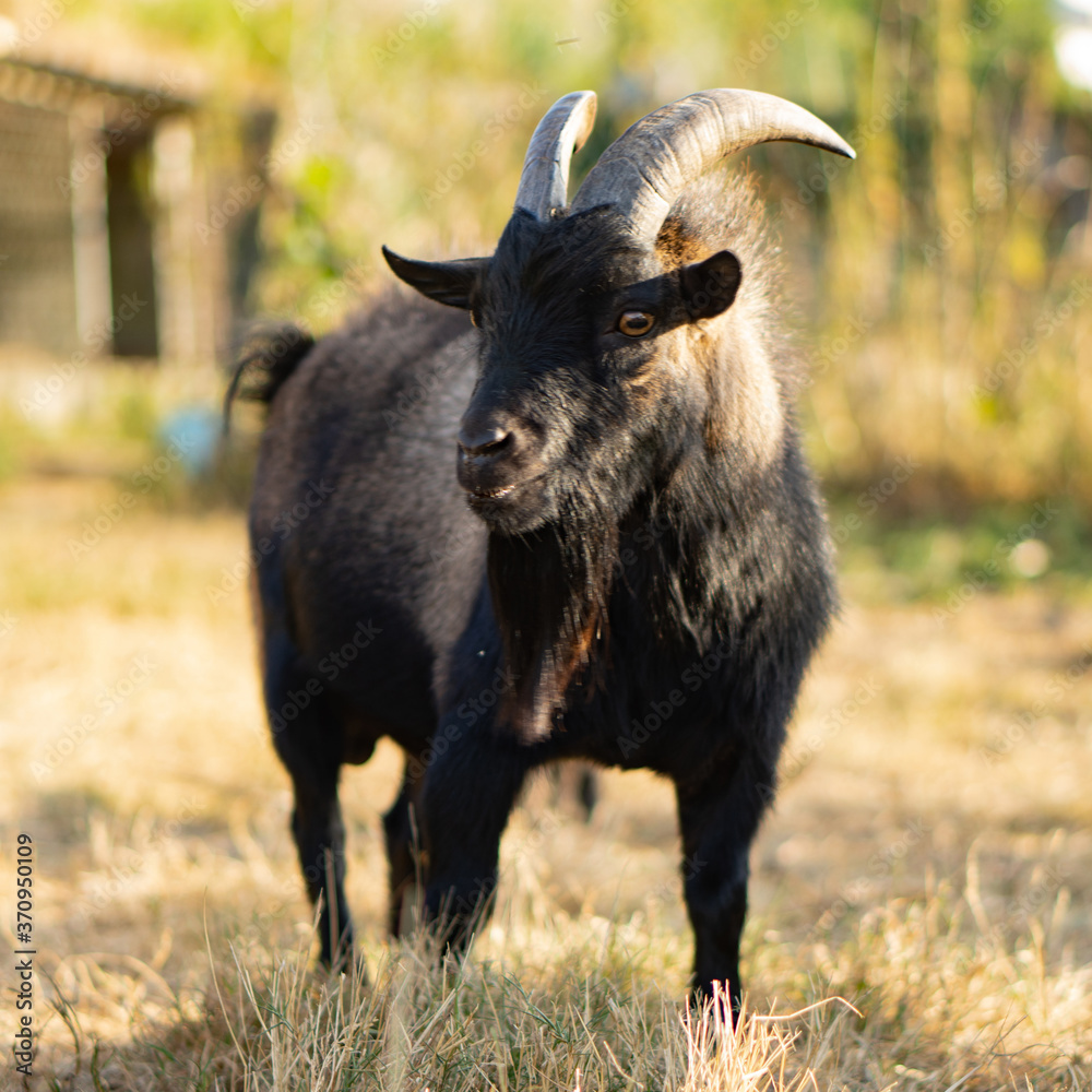 Fototapeta premium Cabras enanans - dwarf goats