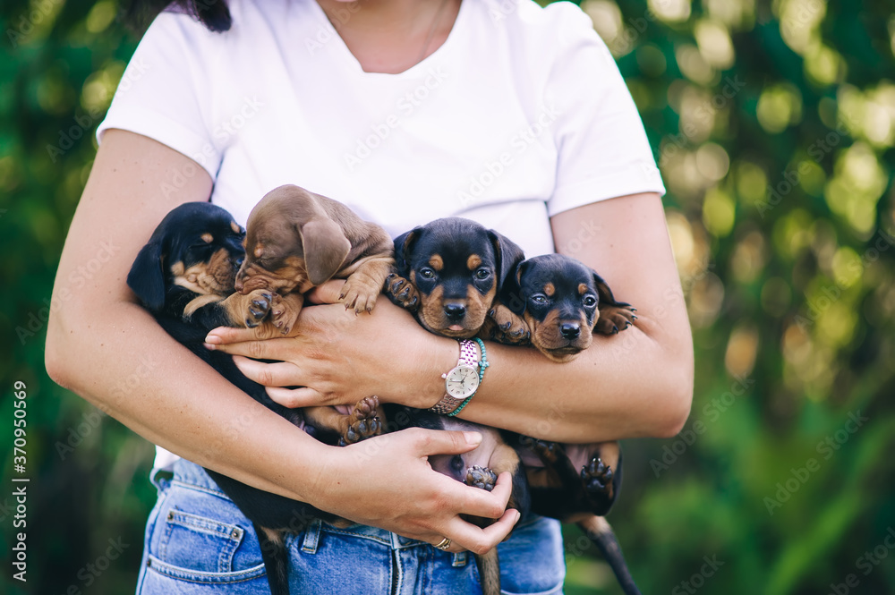Many cute dachshund puppy in women's hands. Dachshund puppy portrait outdoors.