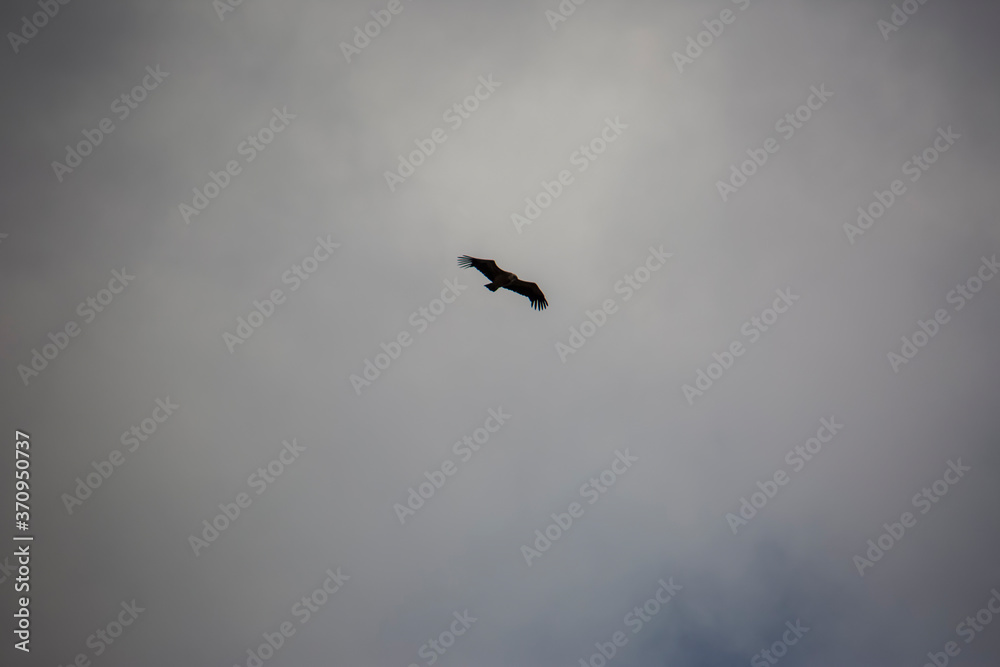 Vulture flight in Montsec, Lleida, Spain