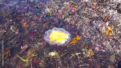 Jelly Fish in seaweed near beach. photo