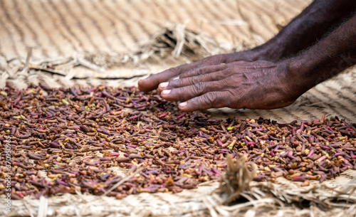 Hands of Older African Man Spreading a Clove to dry on the thatched mat at Pemba island, Zanzibar, Tanzania