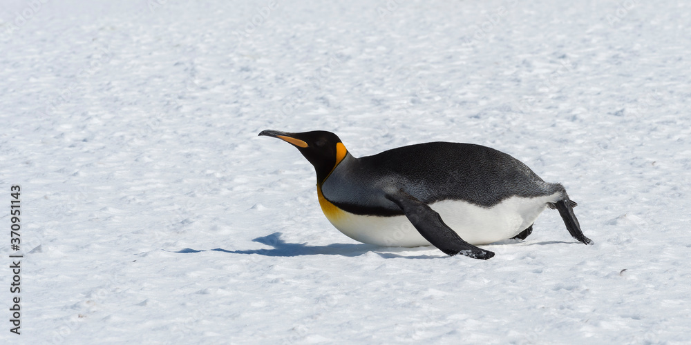 Obraz premium King Penguin (Aptenodytes patagonicus) sliding on the belly on snow, Salisbury Plain, South Georgia Island, Antarctic