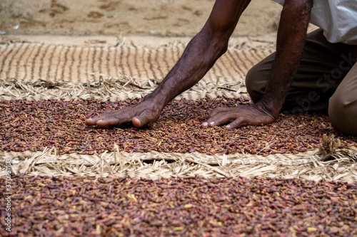 Hands of Older African Man Spreading a Clove to dry on the thatched mat at Pemba island, Zanzibar, Tanzania