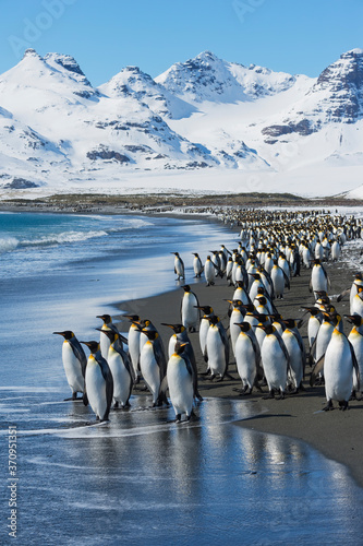King Penguins (Aptenodytes patagonicus) preparing  to enter into the water, Salisbury Plain, South Georgia Island, Antarctic