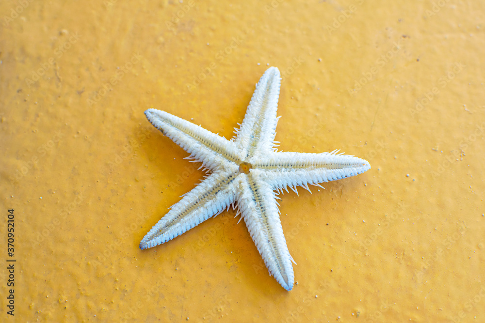 Close-up starfish on orange background. Amazing white starfish. Close-up starfish on orange background. Amazing white starfish.