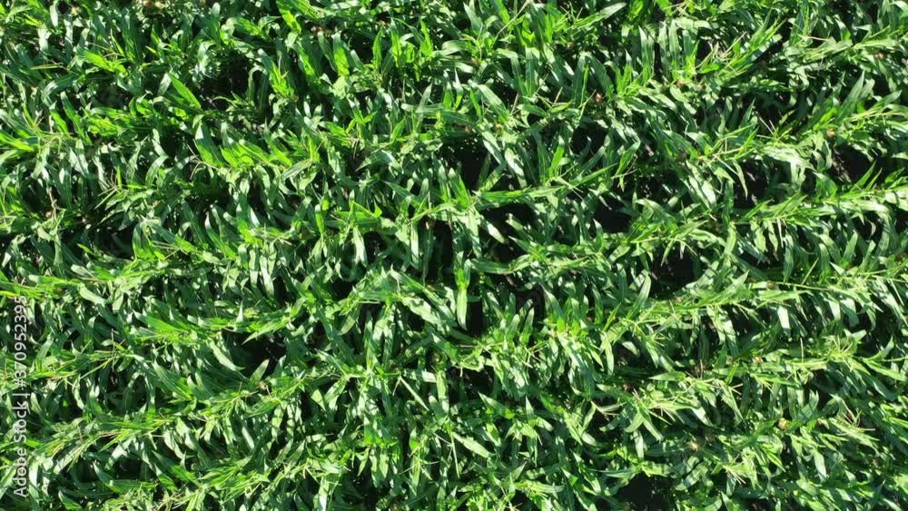 Aerial view POV of overflight of young maize plants from a short distance Aerial view POV of overflight of young maize plants from a short distance