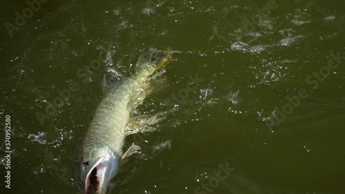 Fish on a hook. Сaught a pike. Fishing. Fish on the water surface. 