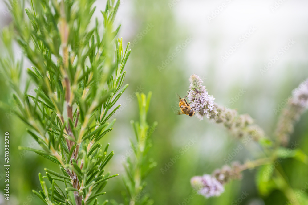 European bee collecting pollen on peppermint flower. Bee on flower close up. European bee collecting pollen on peppermint flower. Bee on flower close up.