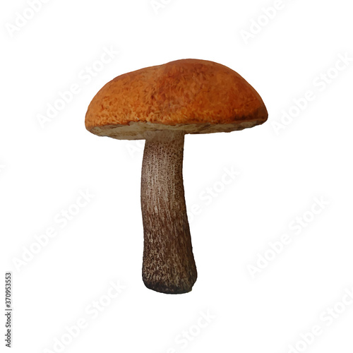Single edible aspen mushroom with red hat isolated on white. Realistic vector illustration. Vegetarian fungi product, fresh ingredient for cooking. Forest seasonal autumn picking harvesting.