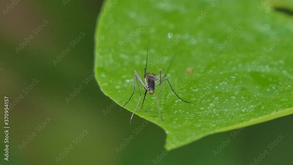 Mosquito on green leaf in tropical rain forest. Mosquito on green leaf in tropical rain forest.