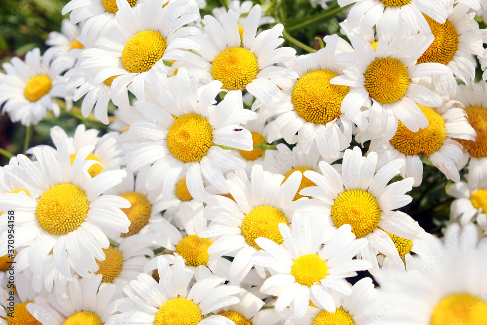 Fototapeta premium Bouquet of camomiles at sunlight. Natural cute background.