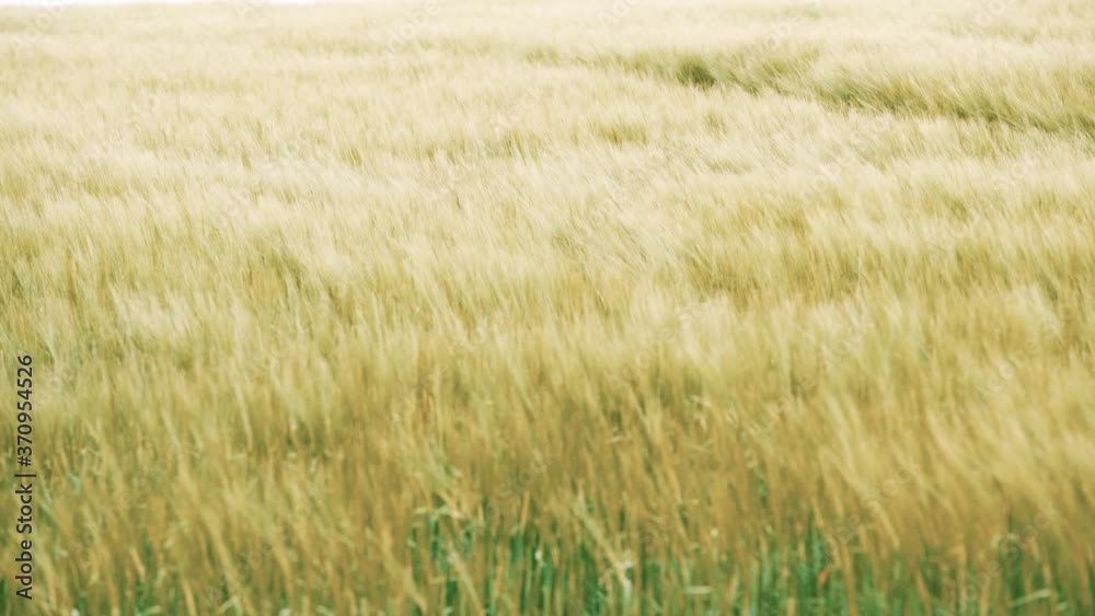 A field of grass moving in a gentle breeze A field of grass moving in a gentle breeze
