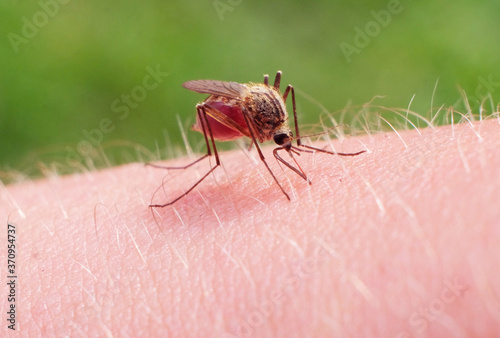 Close-up of a mosquito sucking blood. pain © North10