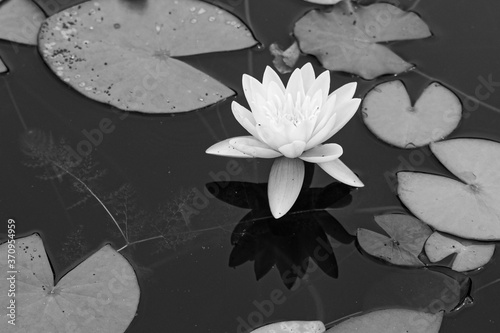 Seerose