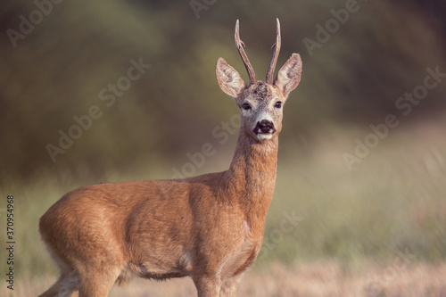 beautiful white tailed deer close up