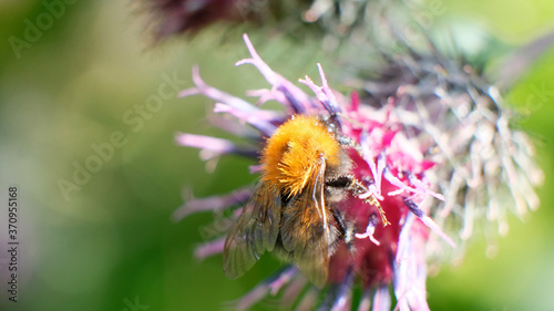 Fotografie a bumblebee collects nectar on a yellow flower