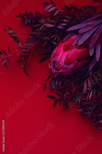 Protea flower on a bright red background. Background with a bouquet of flowers. Neon.