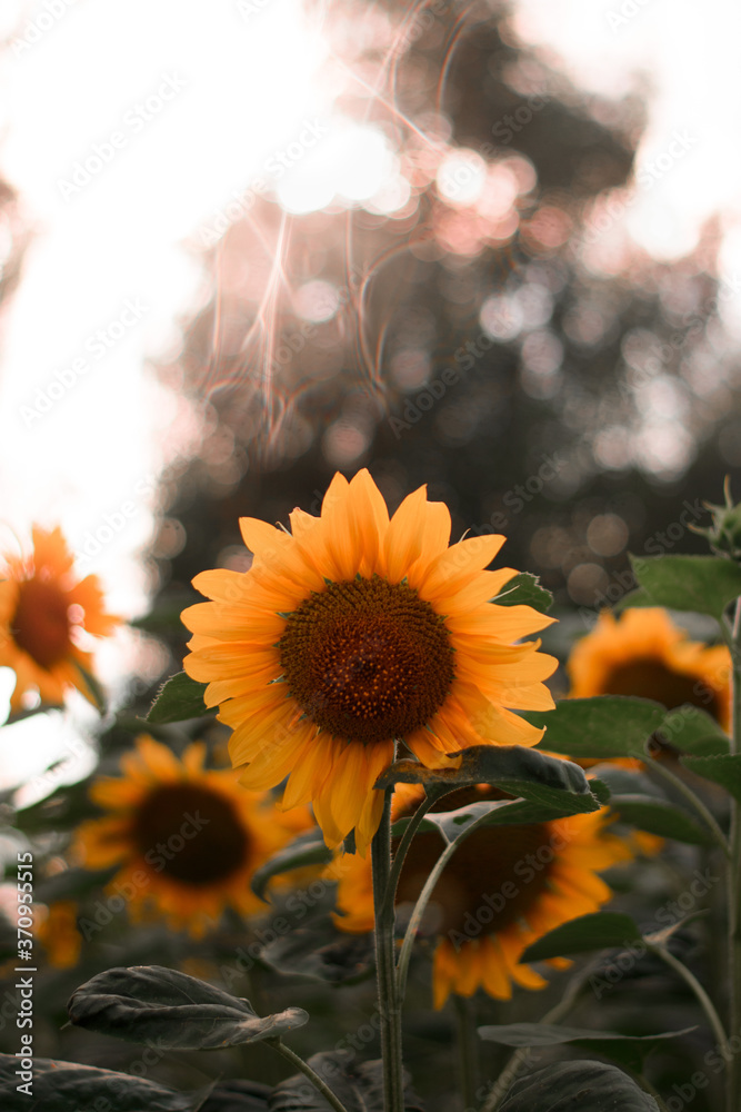 Naklejka premium Amazing sunflower with bokeh at the end of the summer