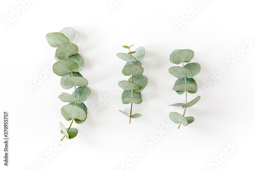 green leaves eucalyptus on white background. flat lay, top view