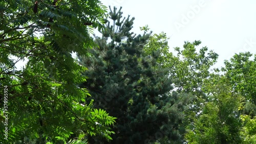 Japanese glauca pine surrounded by leafy trees. Japanese pine Glauka with beautiful branches sways from strong wind against background of blue cloudless sky. Close-up. Nature concept for design.
 photo