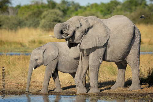 Two young elephants at water s edge drinking on sunny afternoon in Moremi Okavango Botswana