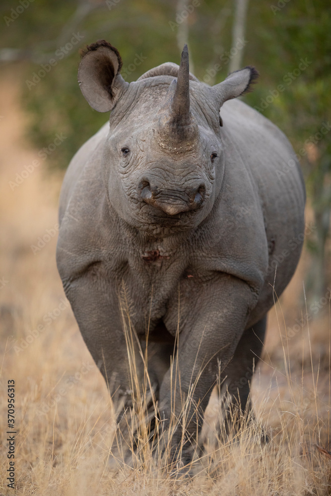 Naklejka premium Vertical portrait of black rhino in Kruger Park South Africa
