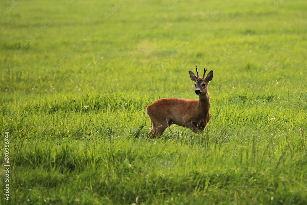 Rehbock auf einer Wiese
Capreolus capreolus Rehbock auf einer Wiese
Capreolus capreolus