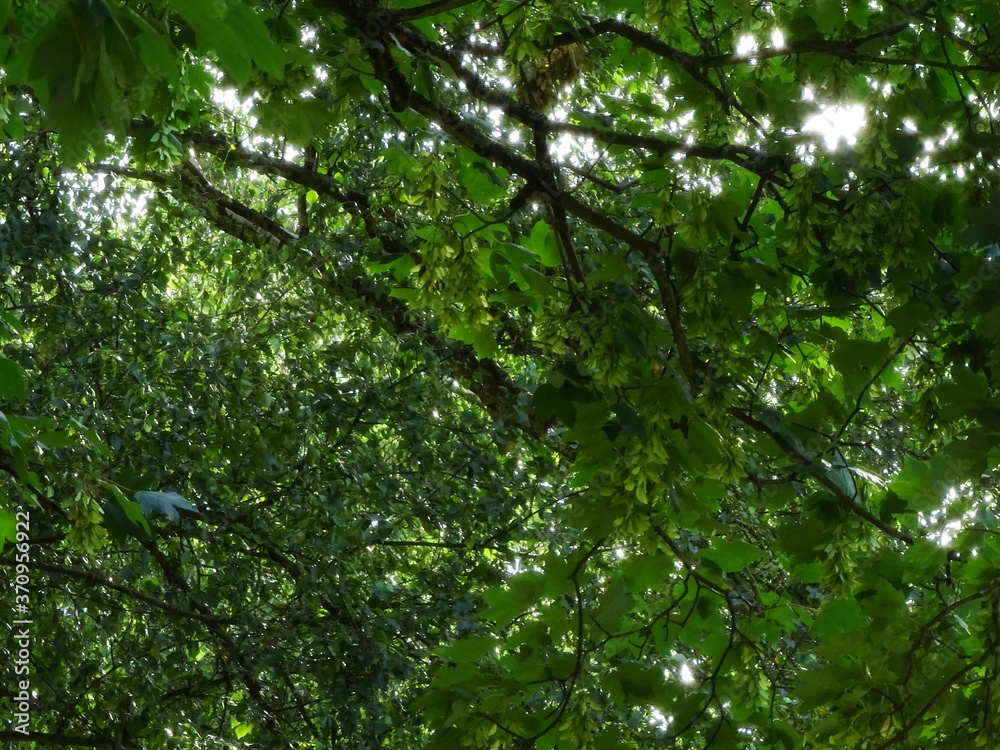 Fototapeta premium grünes Blätterdach