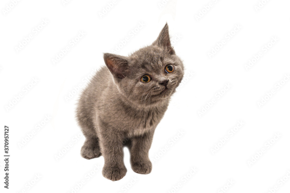 British shorthair kitten looking up isolated on white British shorthair kitten looking up isolated on white