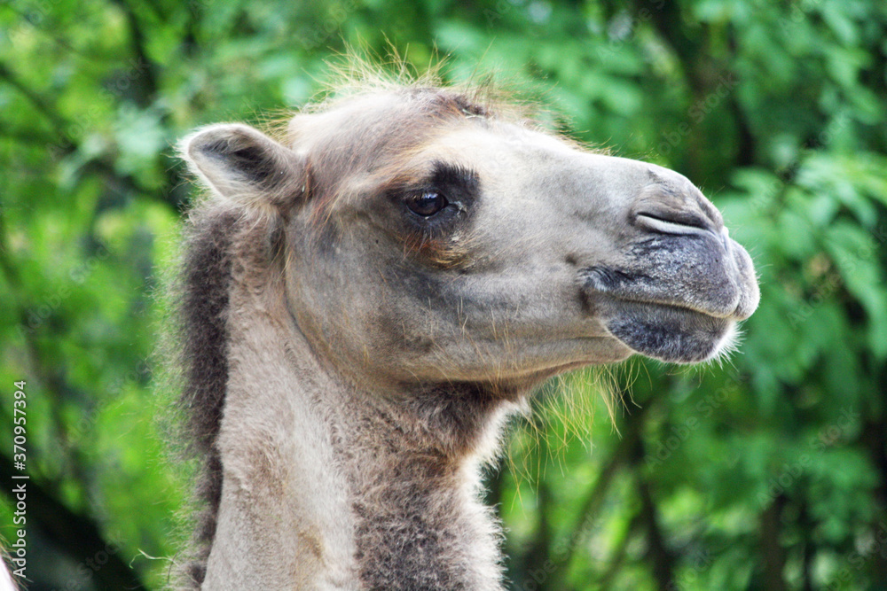 Obraz premium Kamel_Trampeltier