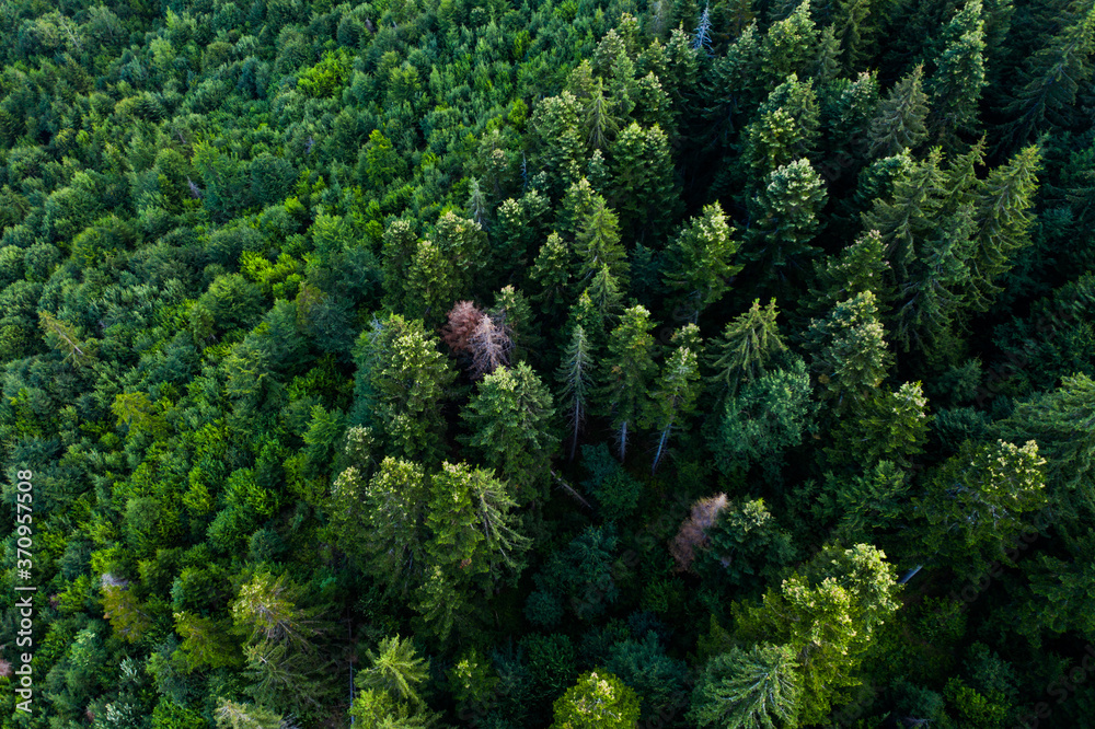Pine tree tops seen from above. Woods and forest background. Pine tree tops seen from above. Woods and forest background.
