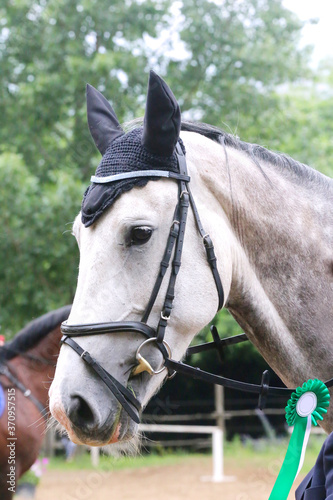 Head shot close up of a pretty horse with a red rosette on its bridle
