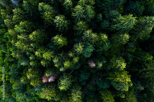 Pine tree tops seen from above. Woods and forest background. 