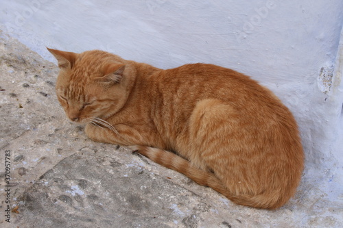 Red street cat in Marrakesh Maroc