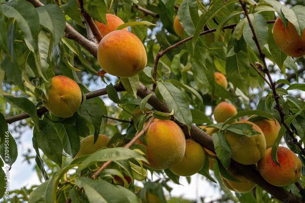 Ripe peach on tree.Peaches on the tree close up