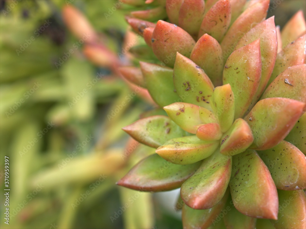 Closeup Stonecrop , Echeveria succulent plants in garden with blurred background ,macro image ,sweet color Closeup Stonecrop , Echeveria succulent plants in garden with blurred background ,macro image ,sweet color