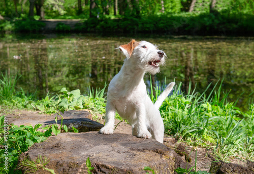  puppy dog breed Jack Russell stands in a clearing in the Park pond, on a Sunny day, pet,