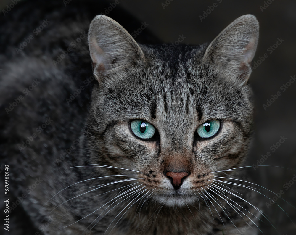 Gray cat with beautiful turquoise eyes. cСose up portrait of a cat. Gray cat with beautiful turquoise eyes. cСose up portrait of a cat.