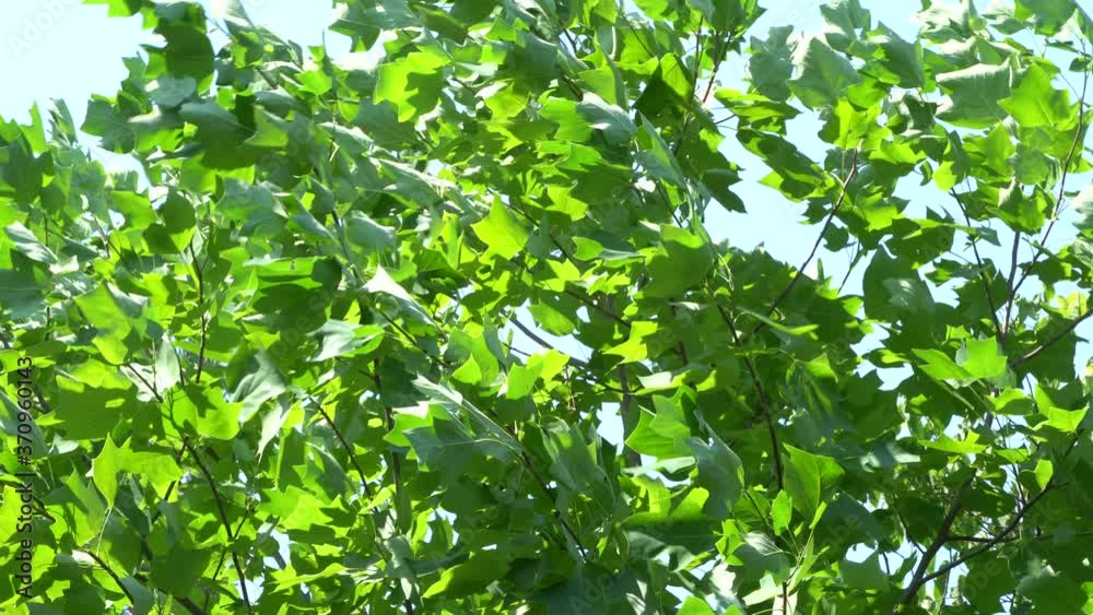 Tulip tree (Liriodendron tulipifera), called Tuliptree, American or tulip poplar. Close-up. Branches with young bright green leaves of tulip tree sway from strong wind.
Tulip tree (Liriodendron tulipifera), called Tuliptree, American or tulip poplar. Close-up. Branches with young bright green leaves of tulip tree sway from strong wind.